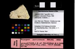 Foto (Objekt + Etikett) von Prosopon verrucosum (Reuss, 1858)  (NHMW-GEO-1990-0041-2520)